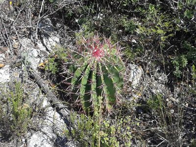 Ferocactus piliferus, photographed by Alejandro Gómez Maya
