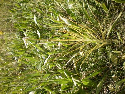 Pseudopodospermum strictum, photographed by Oleksii Vasyliuk