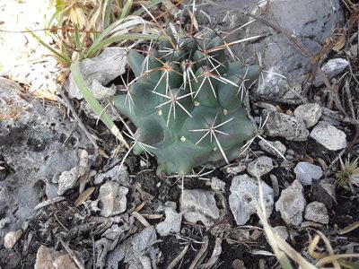 Coryphantha georgii, photographed by Alejandro Gómez Maya