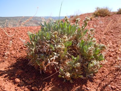 Oreocarya cana, photographed by Matt Lavin