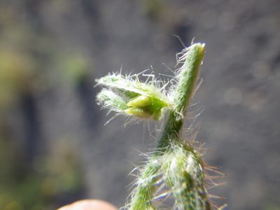 Cryptantha kelseyana, photographed by Matt Lavin