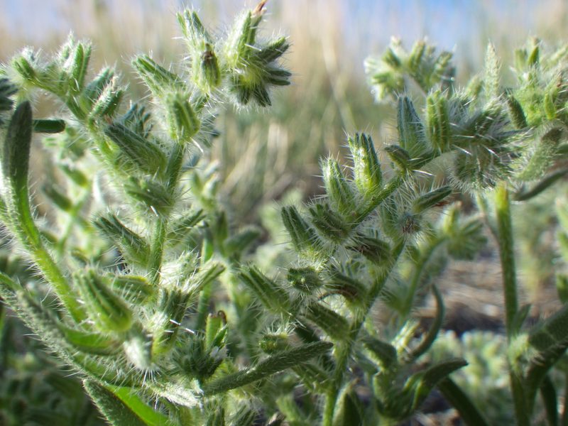 Cryptantha kelseyana, photographed by Matt Lavin