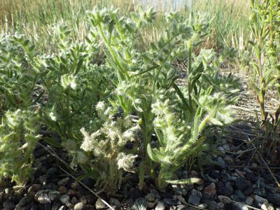 Cryptantha kelseyana, photographed by Matt Lavin