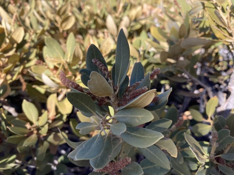 Chrysolepis sempervirens, photographed by Caleb Catto