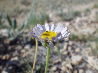 Erigeron ochroleucus, photographed by Matt Lavin