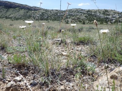 Erigeron ochroleucus, photographed by Matt Lavin