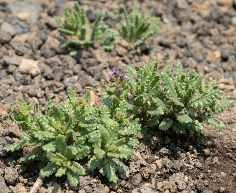 Phacelia serrata, photographed by Jesse Rorabaugh