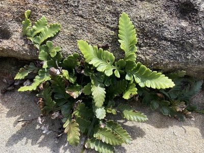 Asplenium difforme, photographed by Thomas Mesaglio