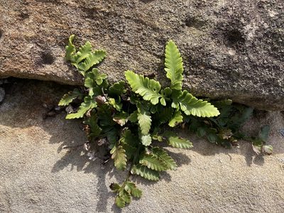 Asplenium difforme, photographed by Thomas Mesaglio