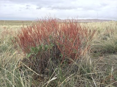 Eriogonum effusum, photographed by Matt Lavin