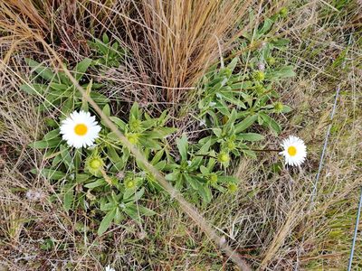 Celmisia densiflora, photographed by southerndon