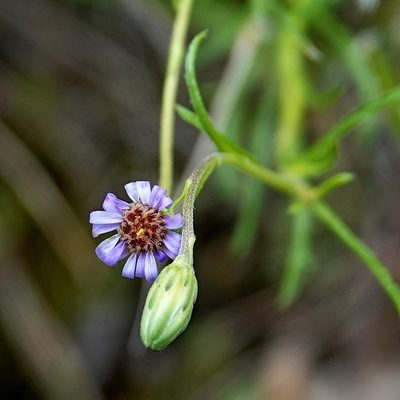 Vittadinia muelleri, photographed by Max Campbell