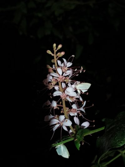 Humboldtia brunonis, photographed by Vijay Karthick