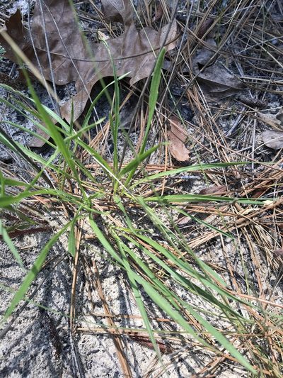 Liatris cokeri, photographed by Alan Weakley