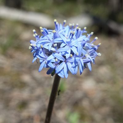 Brunonia australis, photographed by yatesy