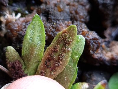 Notogrammitis ciliata, photographed by gnapp