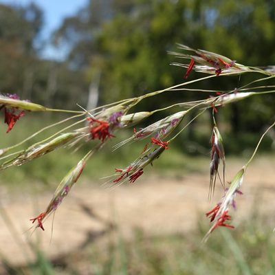 Rytidosperma pallidum, photographed by yatesy