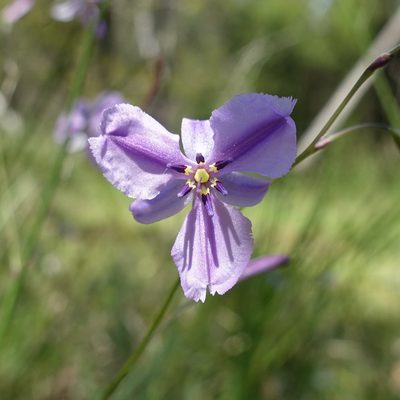 Dichopogon strictus, photographed by yatesy