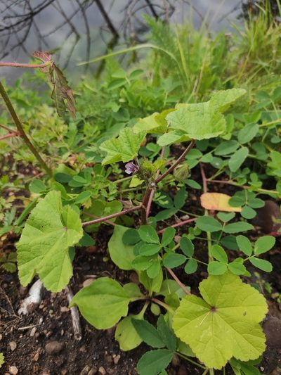Malva verticillata, photographed by Юлия