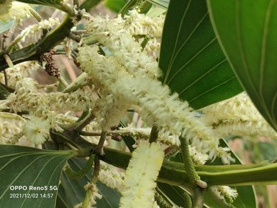 Acacia mangium, photographed by Ong Jyh Seng