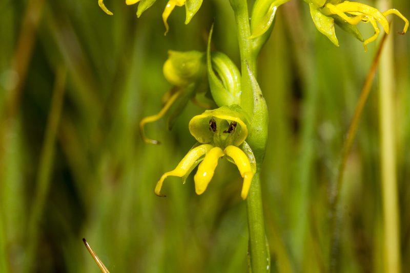 Habenaria marginata, photographed by Ramesh Shenai Jr.