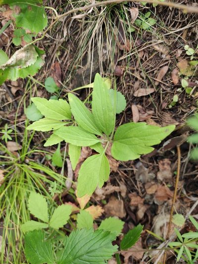 Viola dactyloides, photographed by Юлия