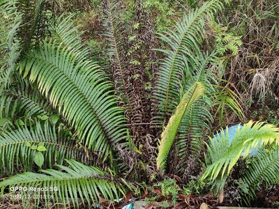 Blechnopsis orientalis, photographed by Ong Jyh Seng