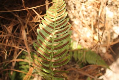 Blechnum occidentale, photographed by Viacheslav Shalisko