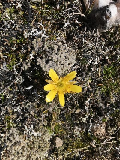 Ranunculus gunnianus, photographed by Miguel de Salas