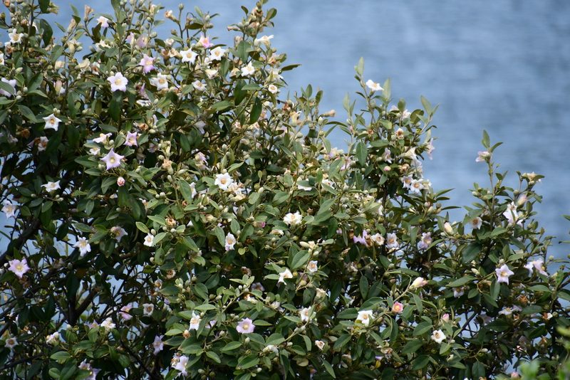Lagunaria patersonia, photographed by Thomas Mesaglio