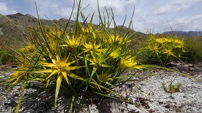 Ficinia radiata, photographed by Paul Emms