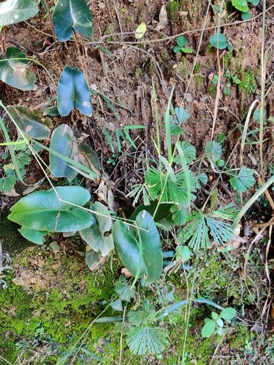 Parahemionitis arifolia, photographed by Chayant Gonsalves
