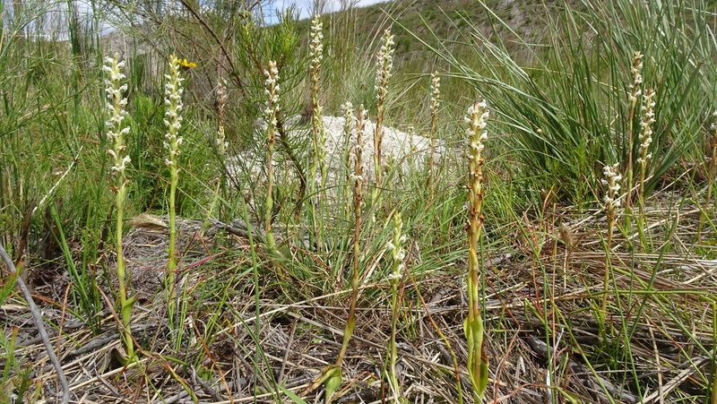 Satyrium stenopetalum, photographed by Paul Emms