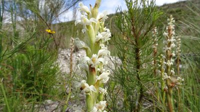 Satyrium stenopetalum, photographed by Paul Emms