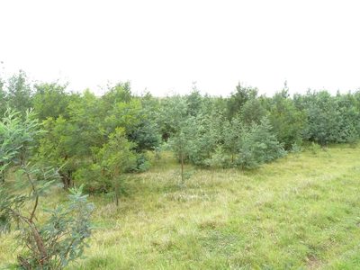Acacia decurrens, photographed by Shaun Swanepoel
