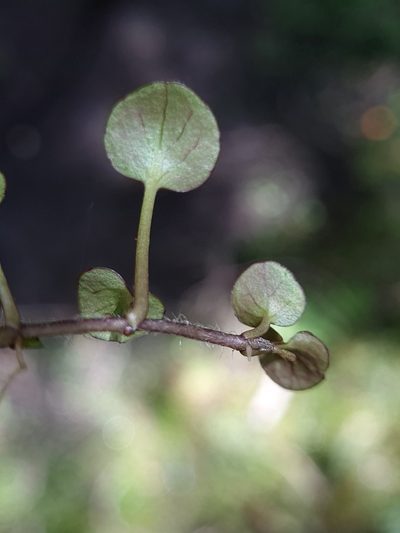 Ourisia modesta, photographed by gnapp