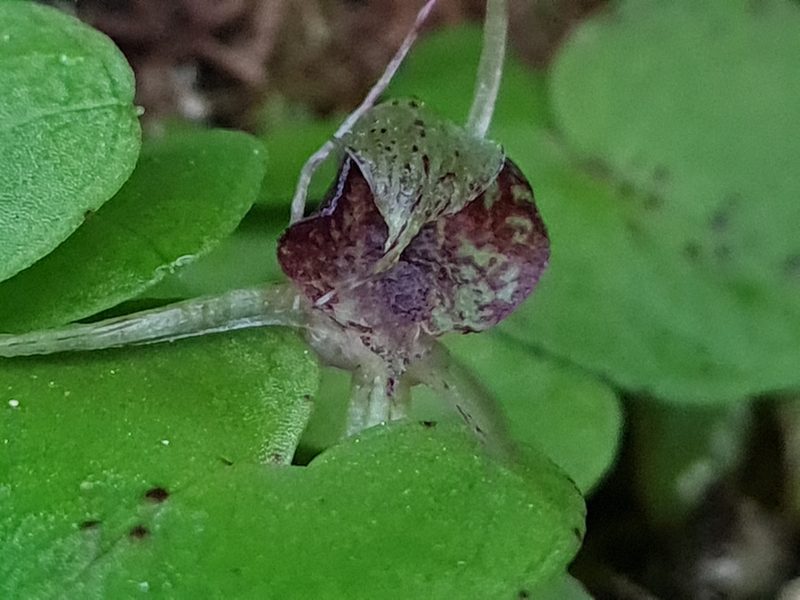 Corybas hatchii, photographed by gnapp