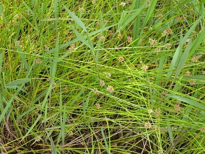 Isolepis costata, photographed by Shaun Swanepoel