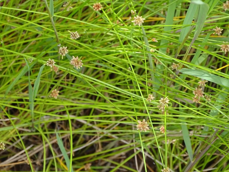 Isolepis costata, photographed by Shaun Swanepoel