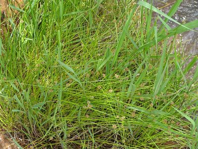 Isolepis costata, photographed by Shaun Swanepoel