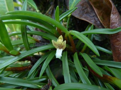 Maxillaria macleei, photographed by Thibaud Aronson