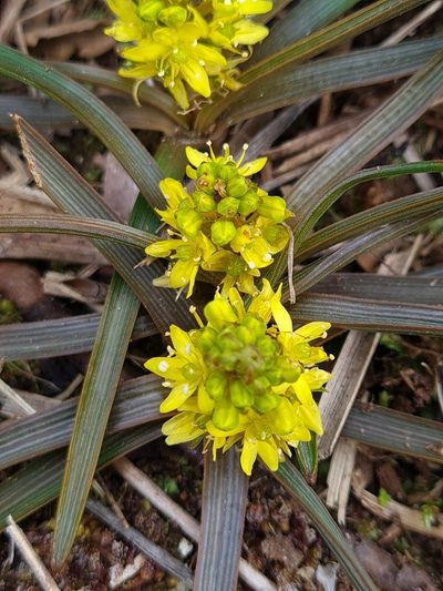 Bulbinella talbotii, photographed by gnapp