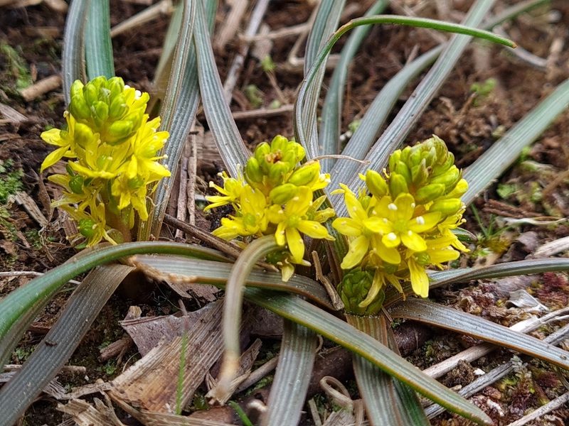 Bulbinella talbotii, photographed by gnapp