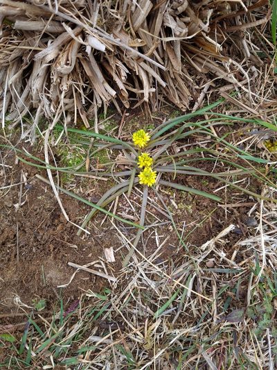 Bulbinella talbotii, photographed by gnapp