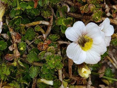 Gratiola nana, photographed by gnapp