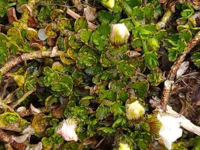 Gratiola nana, photographed by gnapp
