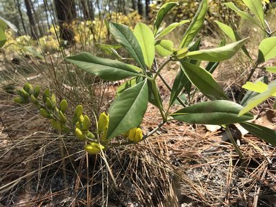 Baptisia cinerea, photographed by Alan Weakley