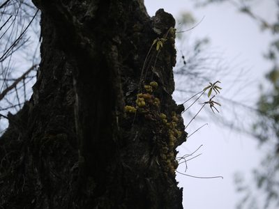 Bulbophyllum fimbriatum, photographed by Dinesh Valke