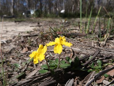 Goodenia lanata, photographed by Cowirrie