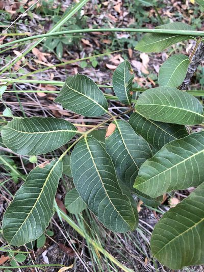 Canarium australianum, photographed by elawrey